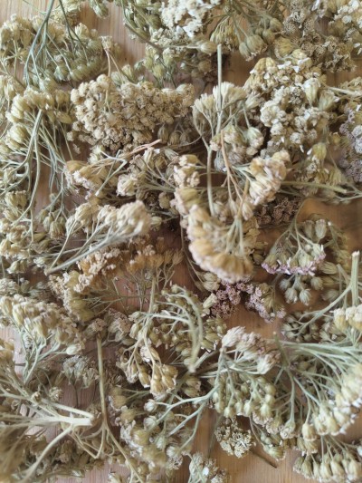 Achillée Millefeuille Bio Sommité Fleurie Coupée France (Local)