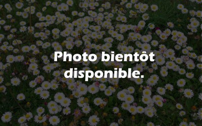 Ortie Bio Partie Aérienne Entière