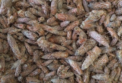 Pin Sylvestre Bio Bourgeon Entier