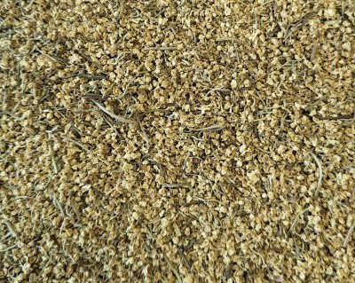 Sureau Bio Fleur Entière