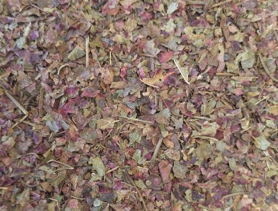 Vigne Rouge Bio Feuille Coupée France