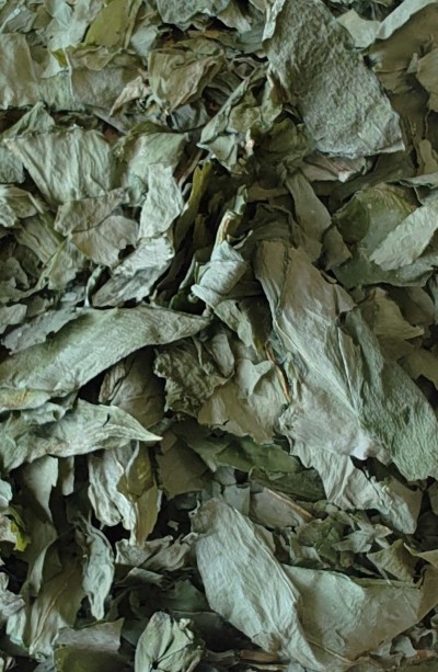 Ail Des Ours Bio Partie Aérienne Coupée