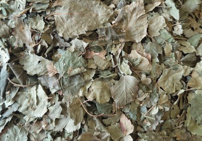 Bouleau Bio Feuille Coupée