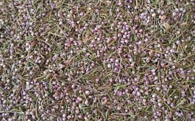 Bruyère Bio Sommité Fleurie Coupée