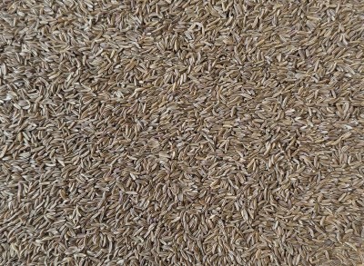 Carvi Bio Semence Entière