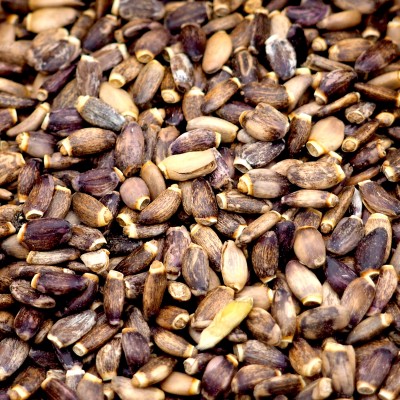 Chardon Marie Bio Semence Entière France