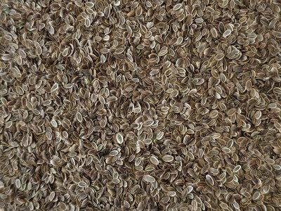 Aneth Bio Semence Entière