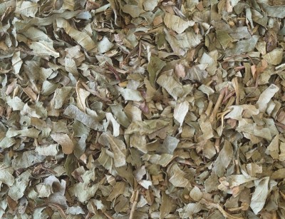 Fraisier Bio Feuille Coupée