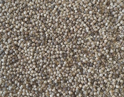 Gattilier Bio Fruit Entier