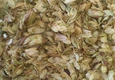 Houblon Bio Cône Entier France (Local)