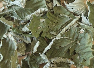 Noisetier Bio Feuille Entière France (Local)