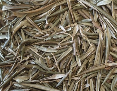 Olivier Bio Feuille Entière France (Local)